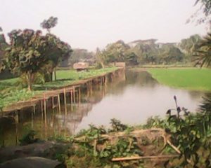 integrated shrimp aquaculture