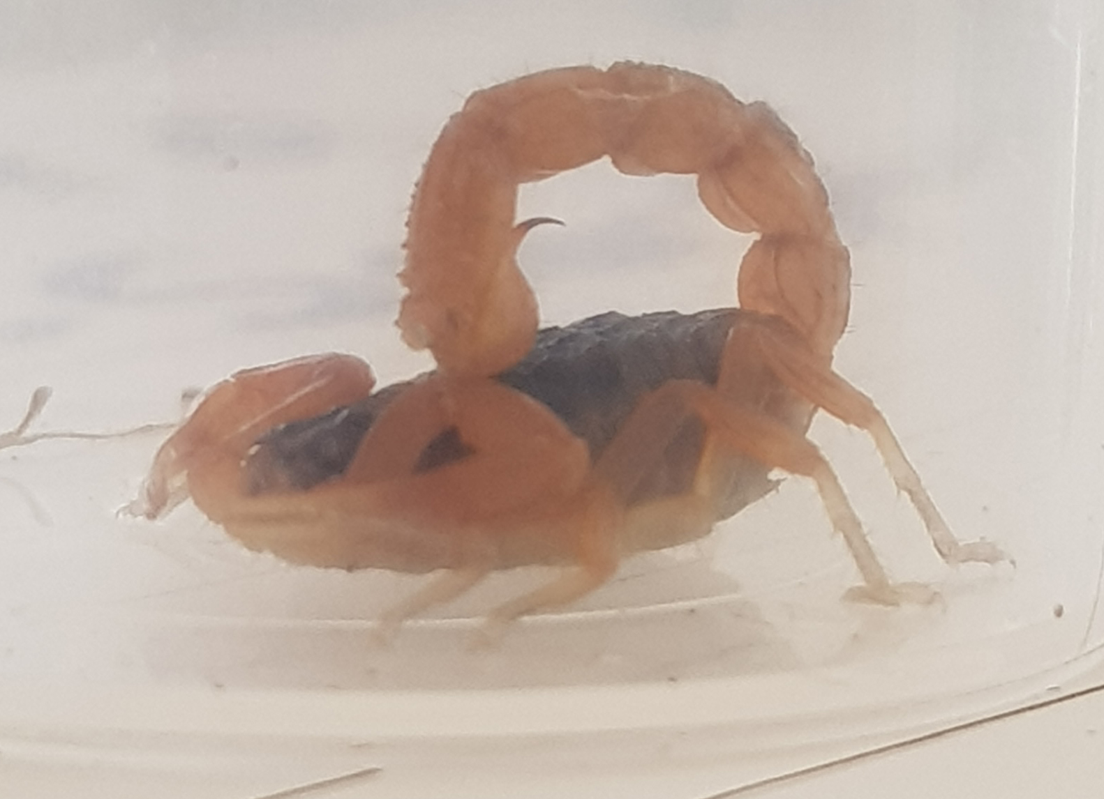 Scopion