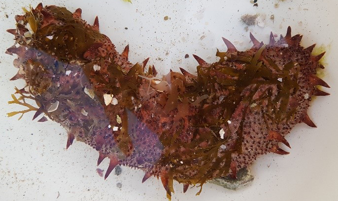 Sea cucumber