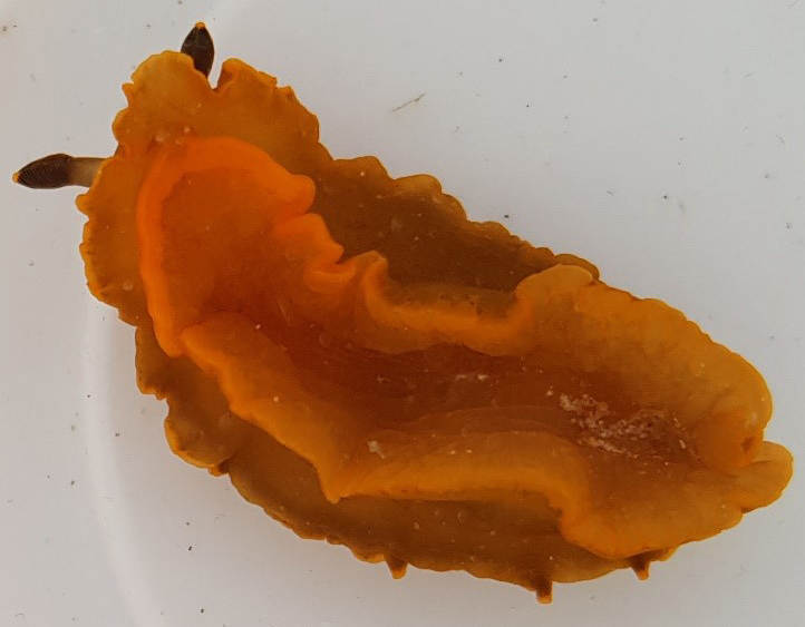 Sea hare