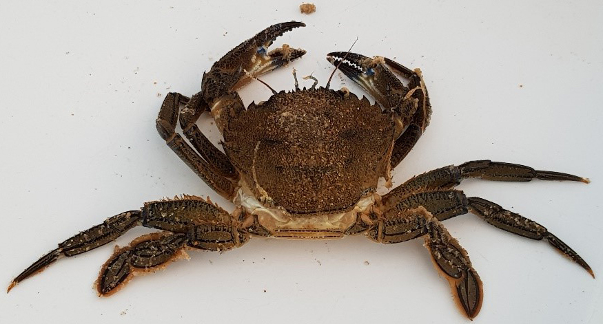 Sea crab