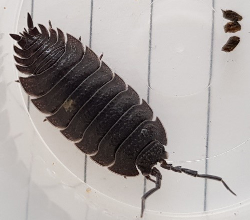 Woodlice