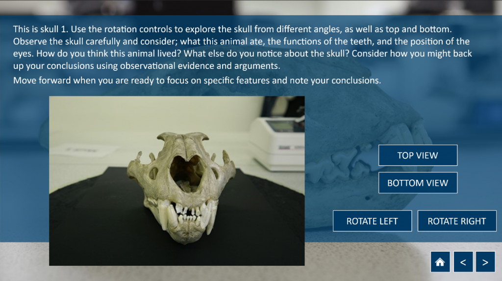 sample of virtual skulls lab