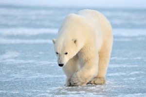 A polar bear walking across ice