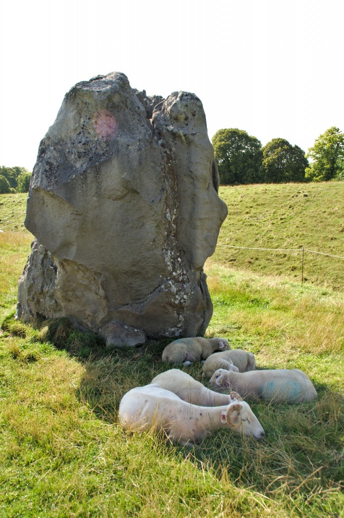 Photo of Sheep avoiding direct sunlight at Avebury, Wiltshire, United Kingdom.