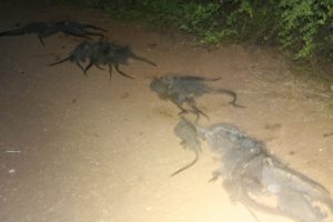 Let sleeping iguanas lie.