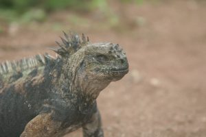 Marine iguana on its way to the dock.