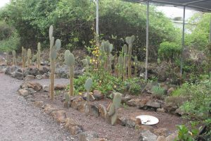 Cactus plants growing in th demonstration garden