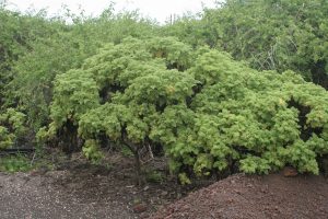 Scalesia helleri