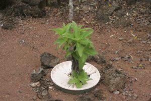 Scalesia affinis growing in a 'cocoon' a device to collect and water the plant with minimal effort