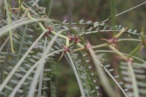 Parkinsonia aculeata, in the garden section at the Charles Darwin Research Station, Sant Cruz