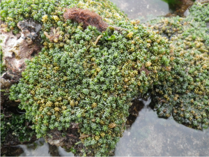 The invasive Caulerpa racemosa, 2016. Would taste awful in a salad.