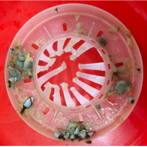 Two stalked barnacle species attached to plastic debris found in Galápagos.