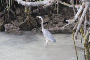 Ardea herodias, waiting for the fishmonger to turn his back....