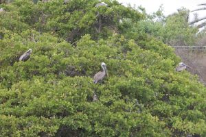 'Pelicanus occidentalis urinator', what a name!