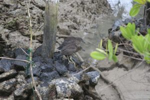 2 juvenile Yellow crowned night herons (Nyctanassa violacea).