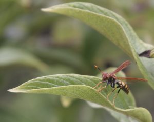 a very pretty wasp, but I don't think I will get too close.