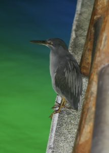 Am I a lava heron, or a juvenile striated heron? Even I'm not sure.