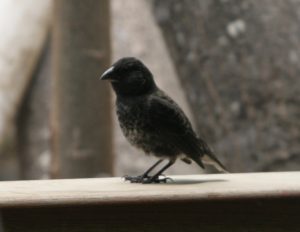 ......and this juvenile hadn't realised that we were standing on ceremony and hopped down to the table!