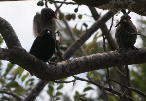  A (black) male finch eyes up any crumbs, that might be worth taking, from a tree.