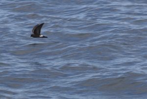 A wedge-rumped Storm-Petrel (Oceanodroma tethys) outpacing our motor boat. 