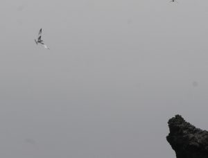 the red-billed tropic bird (Phaeton aehereus) with long tail streamers, unfortunately not very clear.