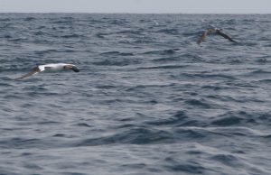 The Nazca (Sula granti) flies low over the waves.