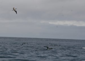 The blue-footed booby (Sula nebouxi) and wha looks like Audebon's shearwater (Puffinus lheminieri