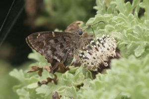 A Large tailed skipper, Urbana dorantes galapegensis visiting a S. helleri 'flower', the proboscis investigating the nectaries