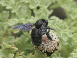 A female Galapagos carpenter bee (Xylocopa darwini) visiting the same flower as the large taile skipper