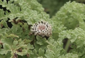 The flower head of Scalesia helleri with as many as 100 individusl flowers.