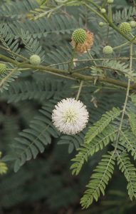 the lead tree, Leucaena leucocephala, grows upto 3m tall