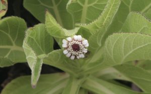 The compound flower head of disc and ray florets