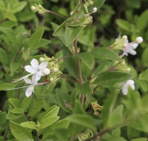 Clerodendrum molle, the glorybower