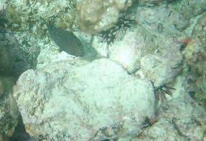 Guineafowl pufferfish (Arothron meleagris)