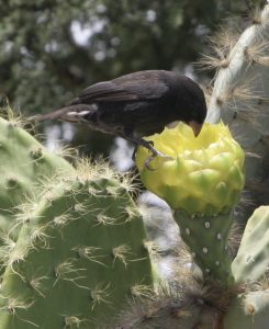 Geospiza scandens, the cactus ground finch