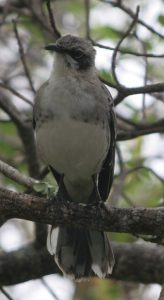 Mimus melanotis, the San Cristobal mocking bird, has a lighter cheek patch, light cap, and plumage and the beak is shorter as well