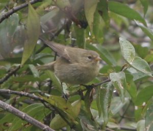 Certhidea sp. the warbler finch