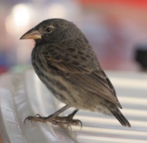 female G. scandens with a longer (than deep) beak compared with G. fortis