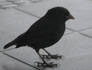 Geospiza fuliginosa, the small ground finch