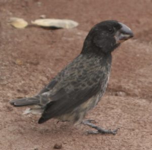 Geospiza magnirostris, the large ground finch