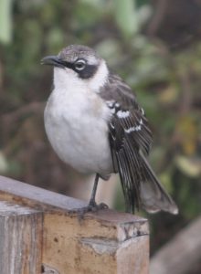 'Jerry' the really noisey station mocking bird (M. parvulus) has a very dark cheek patch, dark cap and relatively 'long' beak, while......