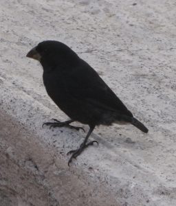 Geospiza fortis, the medium ground finch