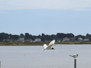 Med Gull, Brownsea Island