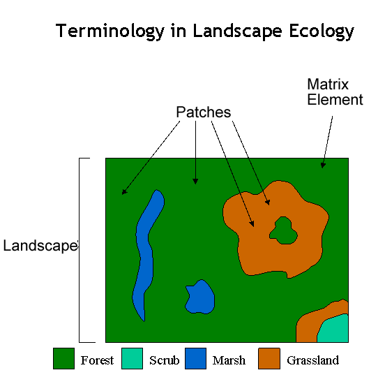 Figure 1: Terminology in Landscape Ecology