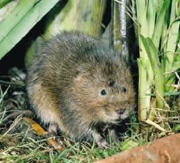 Figure 1: A water vole, a study of them in UK rivers used GIS as a crucial tool.