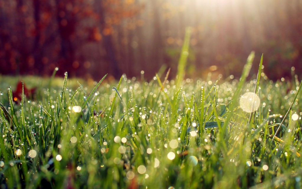 grass morning dew