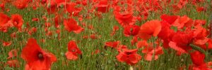 long poppies
