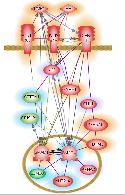 smad-lemd3_cdkn2a_bmp_combined-proteomics-rna-seq-fw