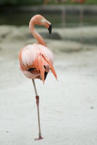 Portrait of cuban flanimgo standing on one leg